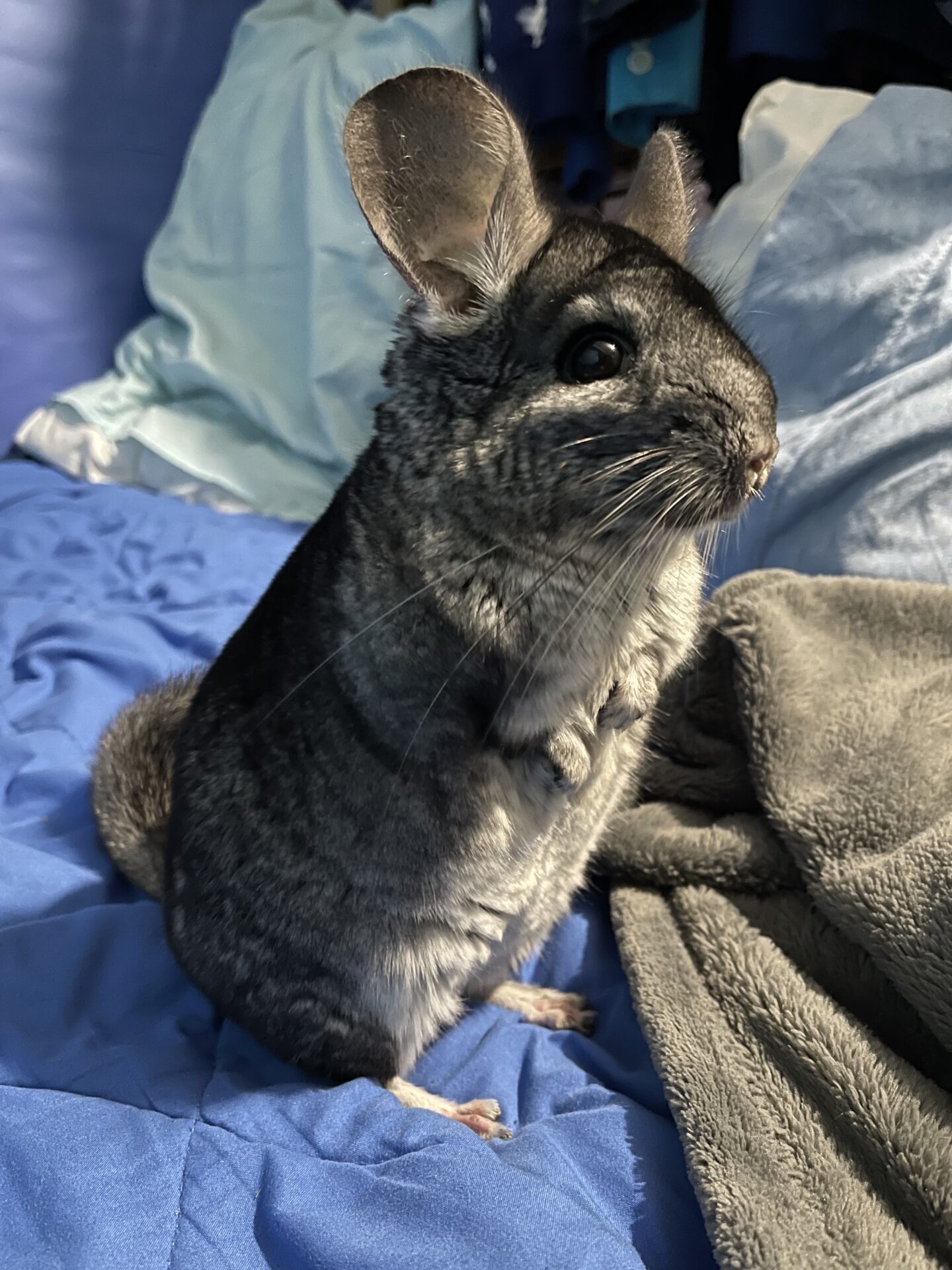 chinchilla standing on hind legs, on a human bed