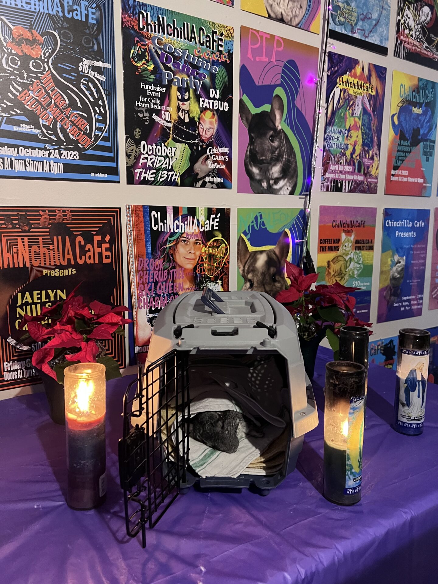 deceased chinchilla lying in pet carrier surrounded by flowers and candles, with concert posters on wall behind